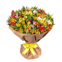 101 Alstroemeria