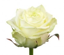 Rose White - by one